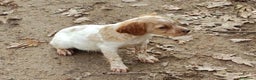 Épagneul Breton perros en venta: CACHORRAS EPAGNEUL BRETON  - Anuncio 9