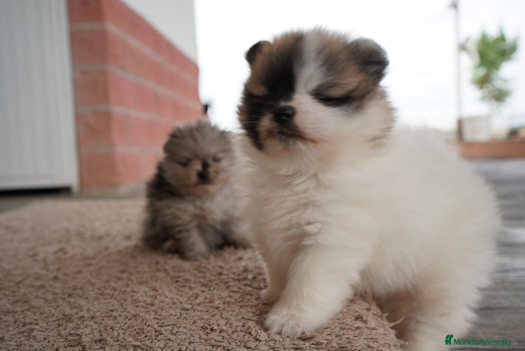 Pomerania perros en venta:  ⸻  🐾 Roscón, Prodigy y Python – Pomeranias 🐾 - Imagen 3