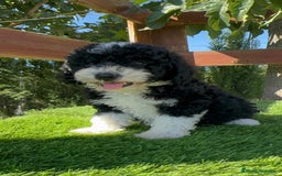 Perro de Agua Español perros en venta: PERRO DE AGUA MACHO - Imagen 7
