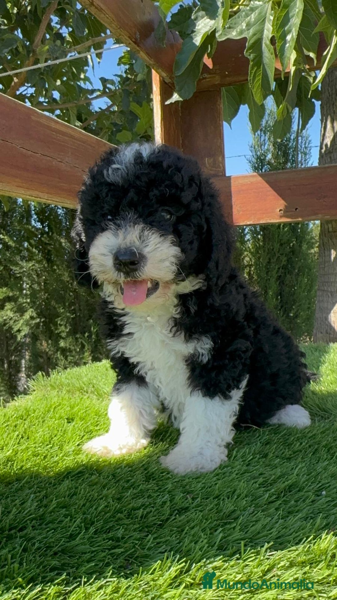 Perro de Agua Español perros en venta: PERRO DE AGUA MACHO - Imagen 7