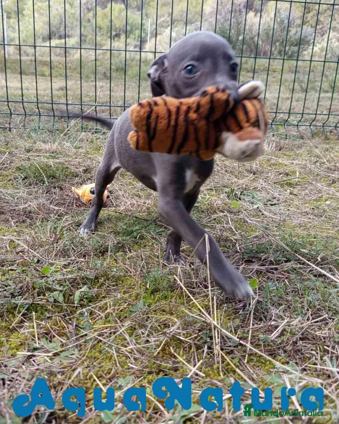 Pequeño Lebrel Italiano perros en venta: Lebrel Italiano Hembra 3 de AB y Omega AQUANATURA - Anuncio 7