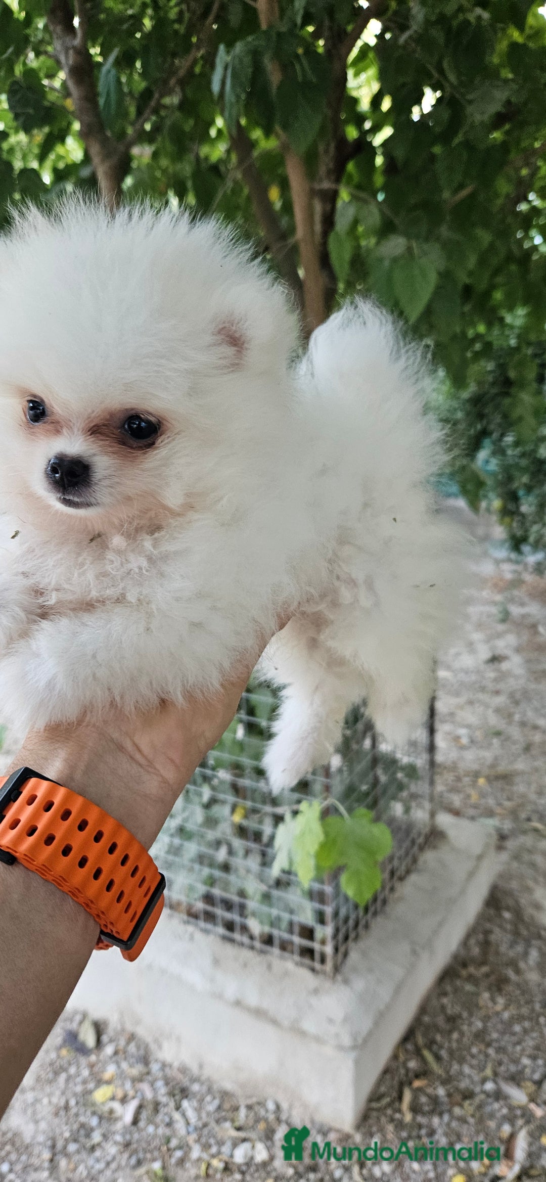 Pomerania perros en venta: Lulú de pomerania  en Cádiz - Imagen 12