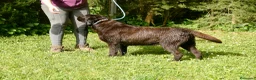 Labrador Retriever perros en venta: CACHORRA NEGRA LABRADOR RETRIEVER - Anuncio 8