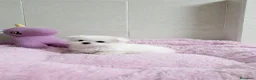 Bichón Maltés perros en venta: Bichón Maltés  - Anuncio 1
