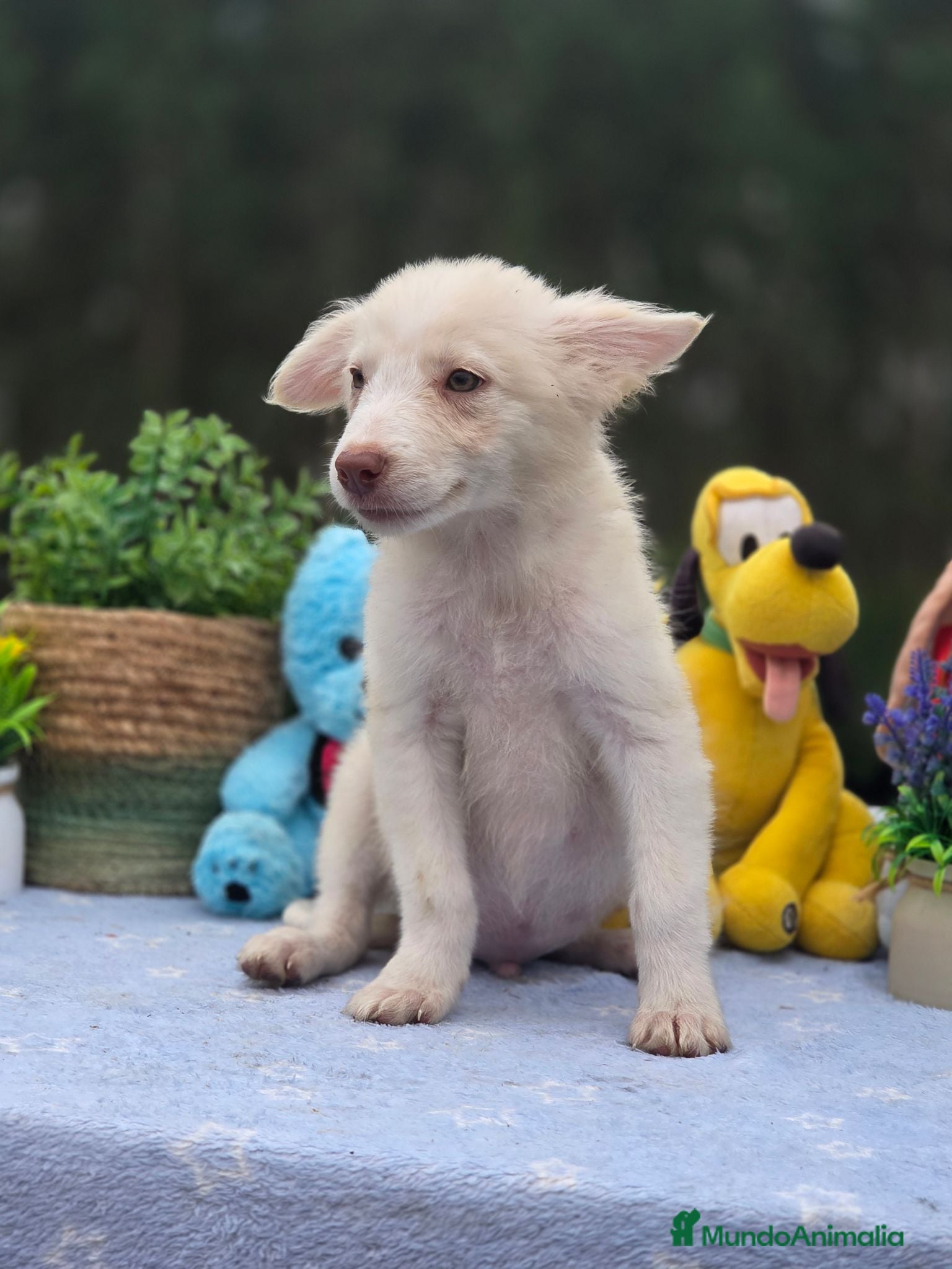Border Collie perros Exclusivo border genetica "ee-red" - Anuncio 3