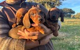 Teckel perros en venta: Teckel cachorros - Imagen 1