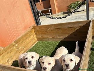 Labrador Retriever perros en Barcelona - Anuncio 25