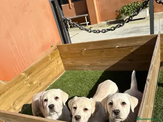 Labrador Retriever perros LABRADOR CREMA en Barcelona - Anuncio 8