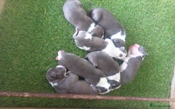 American Staffordshire-Terrier perros en venta: Pedigree American Staffordshire terrier  - Imagen 6