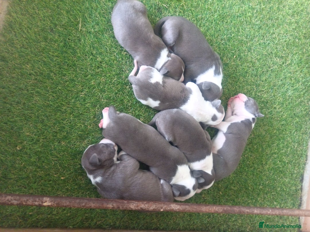 American Staffordshire-Terrier perros en venta: Pedigree American Staffordshire terrier  - Imagen 6