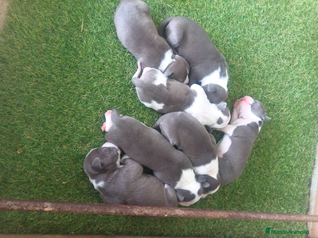 American Staffordshire-Terrier perros en venta: Pedigree American Staffordshire terrier  - Anuncio 11
