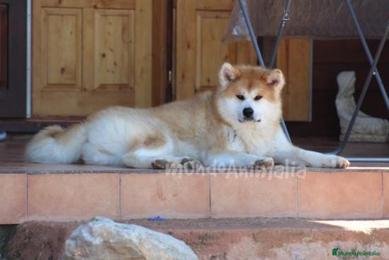 Imagen de galería {{count}}