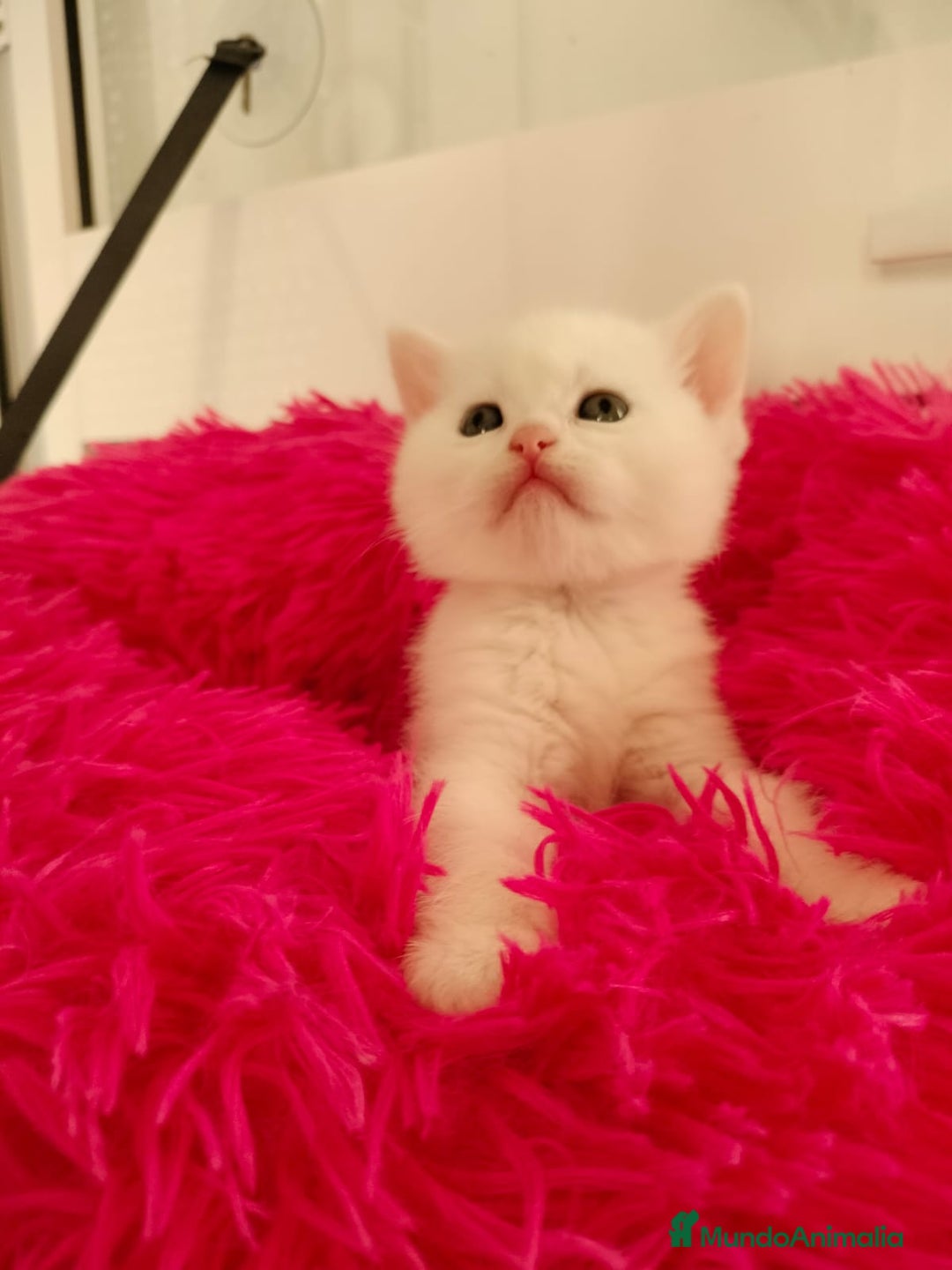 Británico de Pelo Corto gatos en venta: British Shorthair machos y hembra  - Anuncio 9