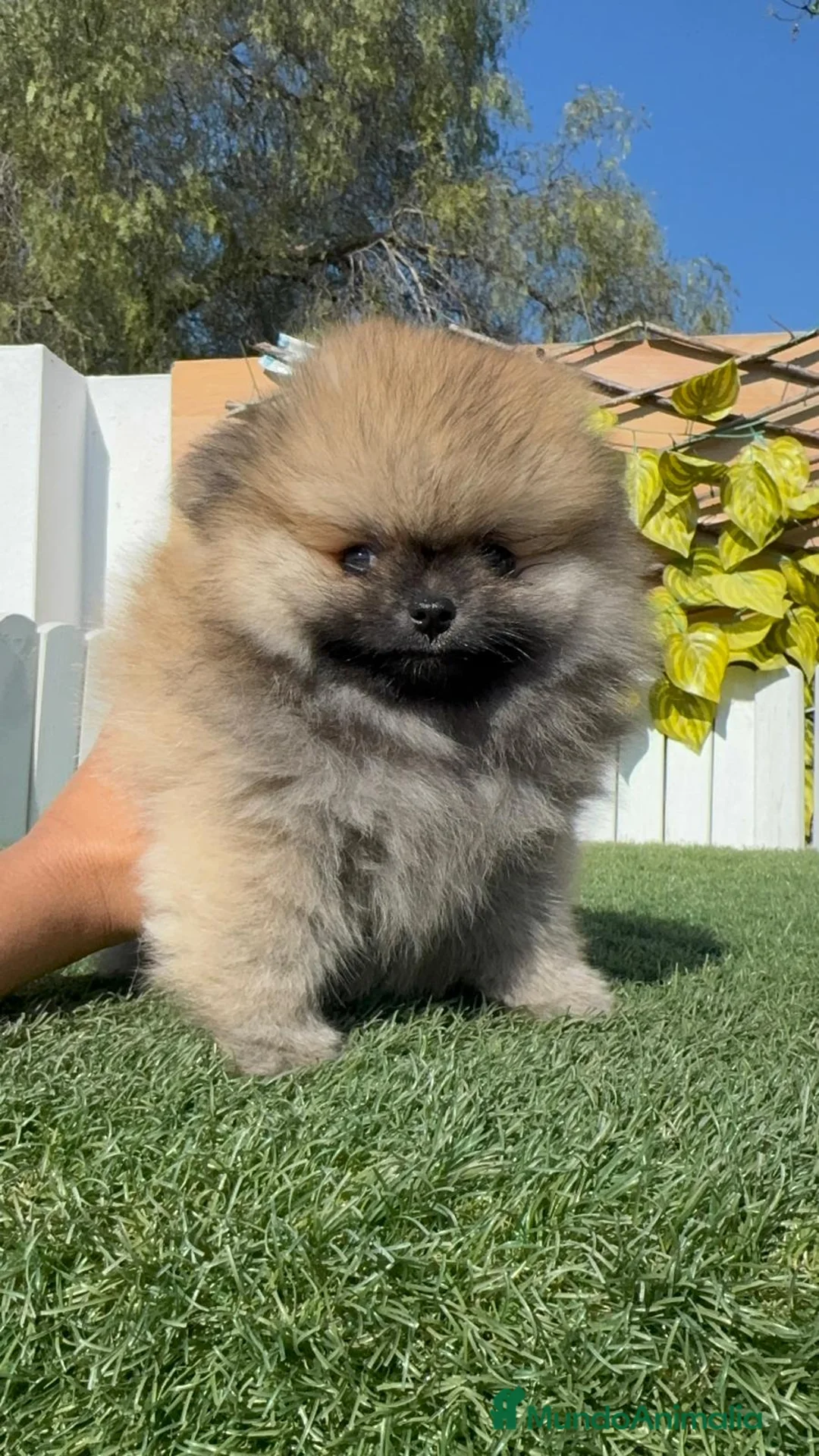 Pomerania perros en venta: POMERANIA - Anuncio 1
