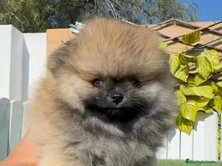 Pomerania perros POMERANIA - Anuncio 3