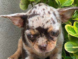 Chihuahua perros CHIHUAHUA LÍNEA RUSA CHOCO MERLE - Anuncio 42