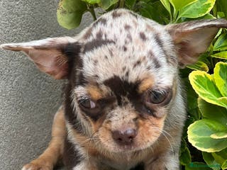 Chihuahua perros CHIHUAHUA LÍNEA RUSA CHOCO MERLE - Anuncio 19
