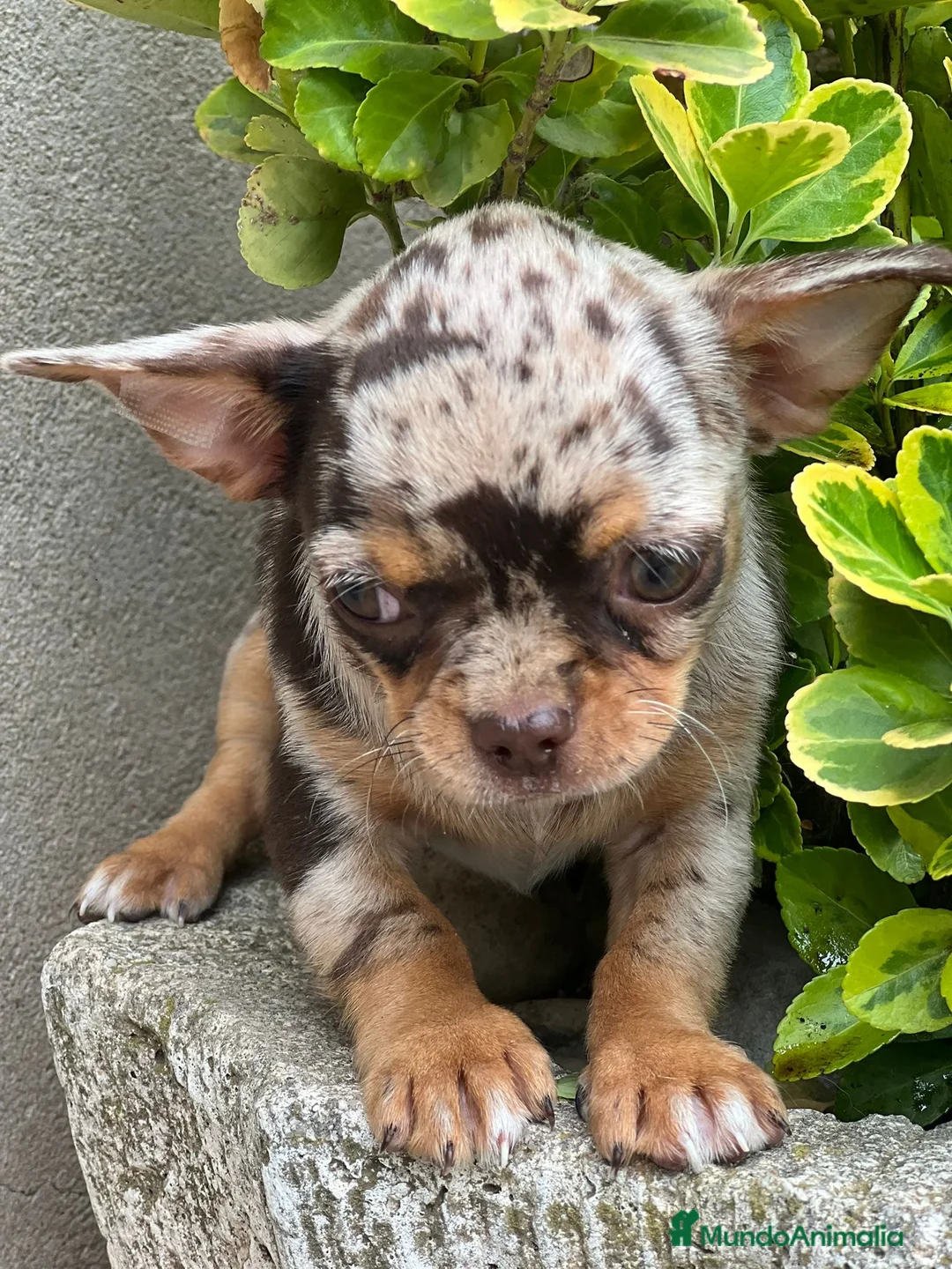 Chihuahua perros en venta: CHIHUAHUA LÍNEA RUSA CHOCO MERLE - Anuncio 1