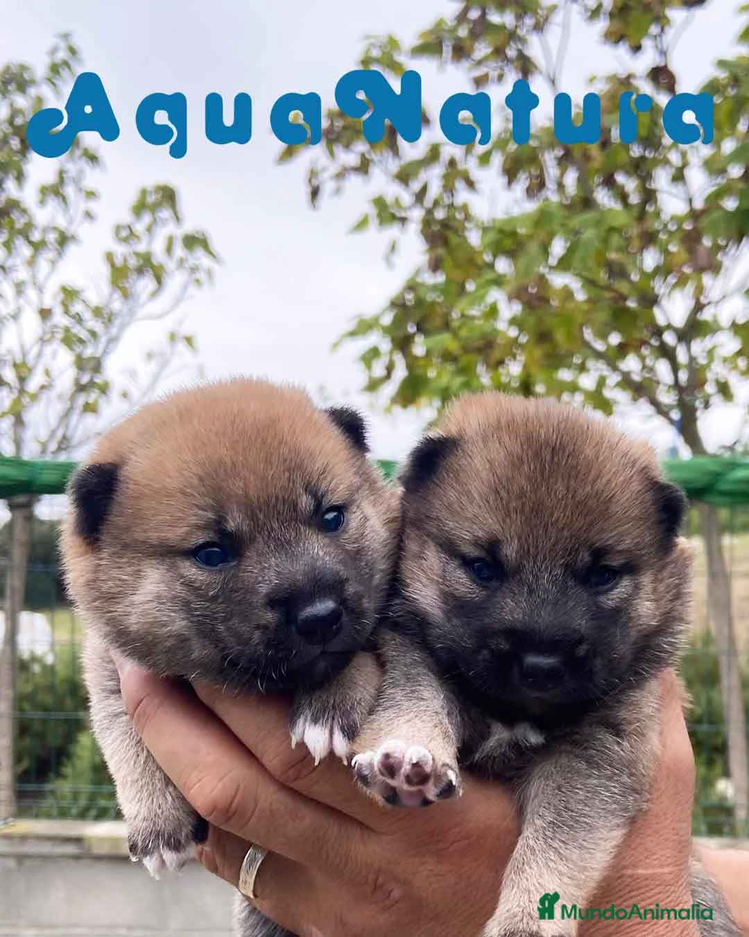 Shiba Inu perros en venta: Camada Shiba Inu de Marina y Simbad - AQUANATURA en Barcelona - Anuncio 1