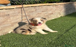 Border Collie perros en venta: Disponible cachorro macho Border collie merle - Imagen 2