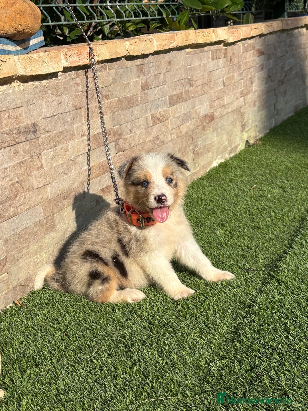 Border Collie perros en venta: Disponible cachorro macho Border collie merle - Imagen 2