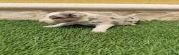 Border Collie perros en venta: Border collie merle choco en Valencia - Anuncio 20