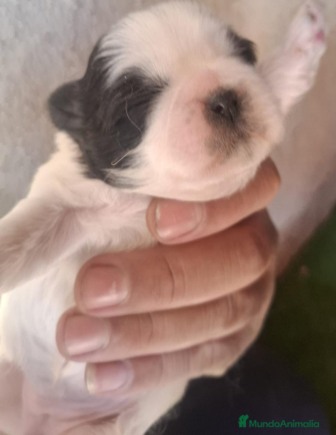Shih Tzu perros en venta: Shitzu mini - Anuncio 2