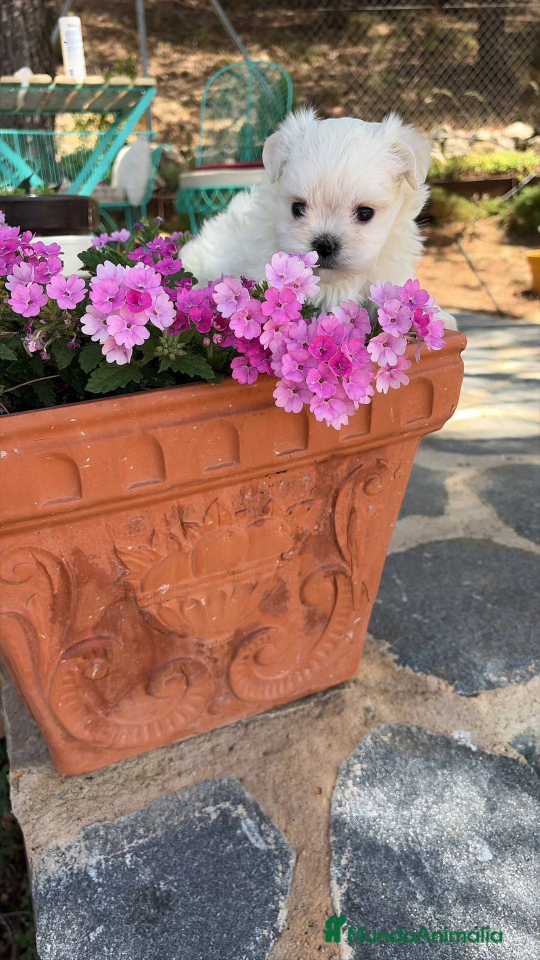 Bichón Maltés perros en venta: Bichon Maltés Toy  - Anuncio 1