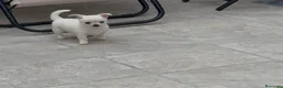 Chihuahua perros en venta: Osito de algodón chihuahua blanco  - Anuncio 3