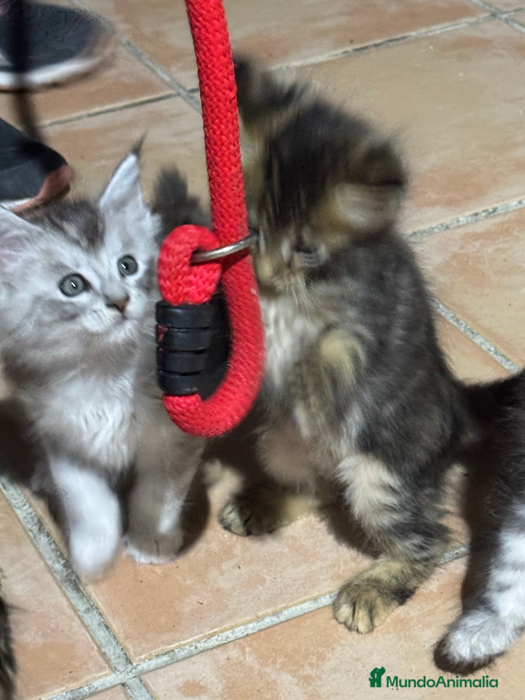 Maine Coon gatos en venta: Preciosa Camada Maine Coon - Imagen 7