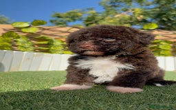 Perro de Agua Español perros en venta: PERRO DE AGUA ESPAÑOL HEMBRA - Imagen 6