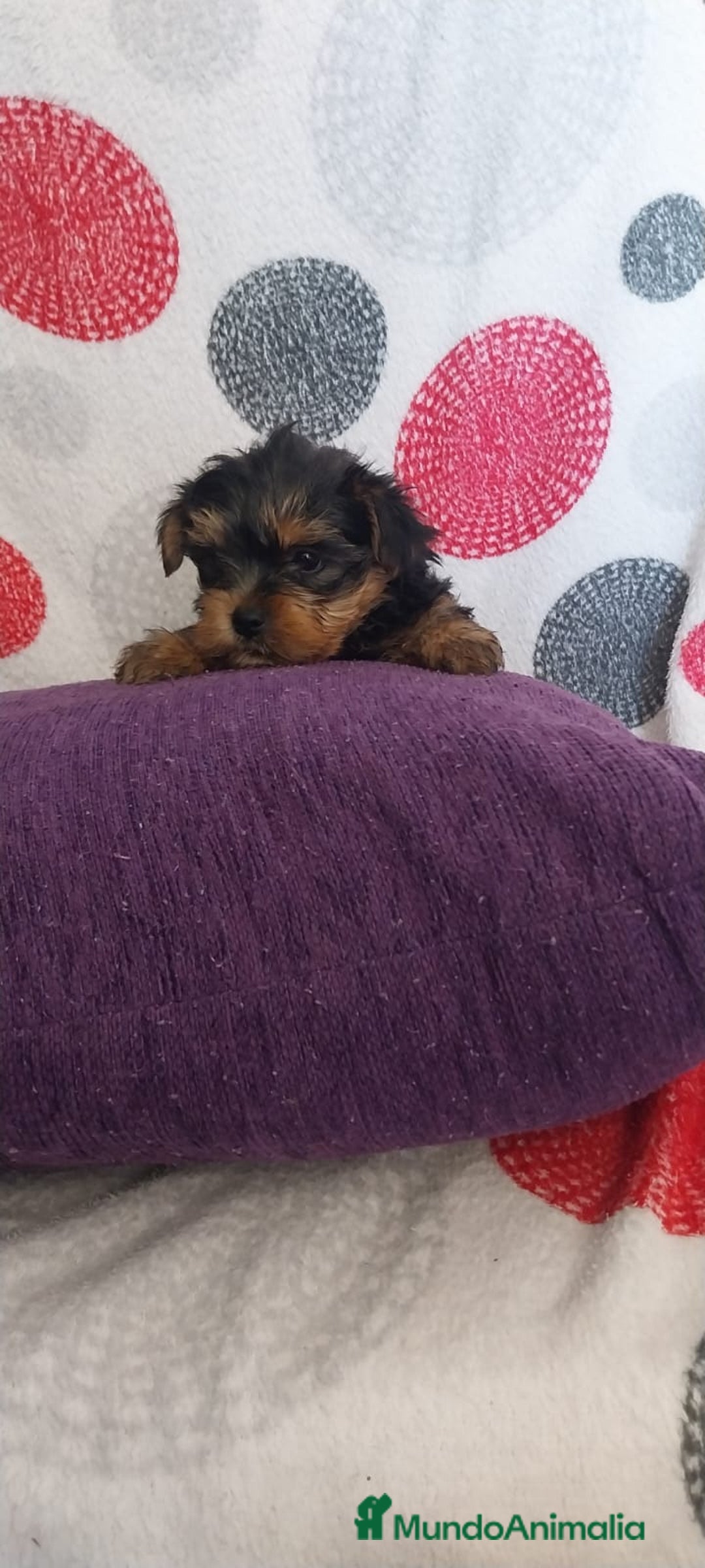 Yorkshire Terrier perros en venta: Última hembra de Yorkshire terrier toy!! - Anuncio 1