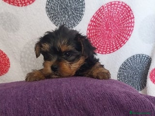 Yorkshire Terrier perros Última hembra de Yorkshire terrier toy!! - Anuncio 1