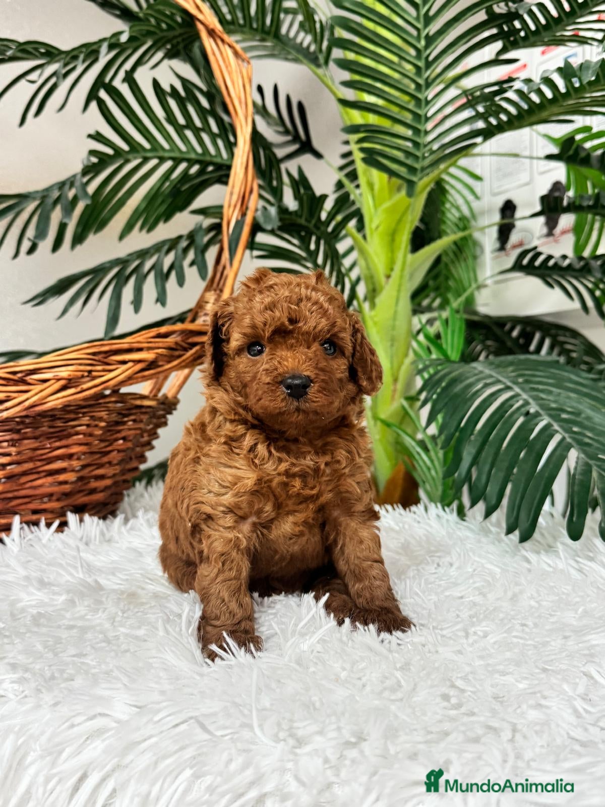 Caniche Toy perros en venta: CANICHE ROJO - Anuncio 8
