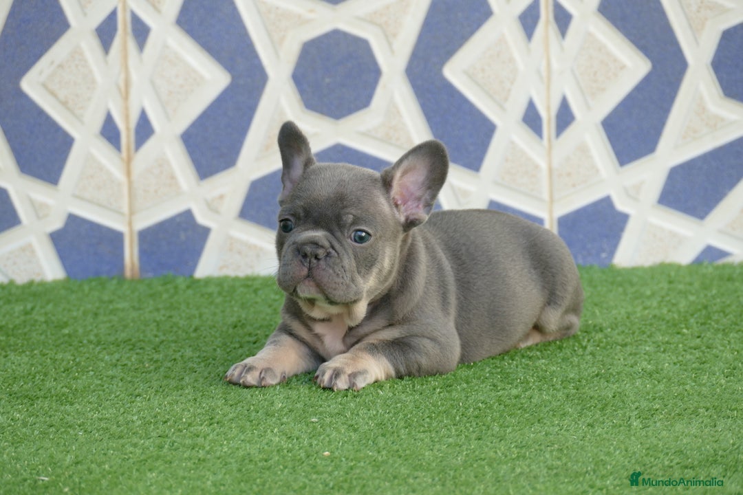 Bulldog Francés perros en venta: Bulldog Frances  - Anuncio 3
