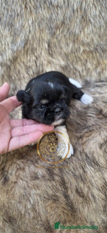 Shih Tzu perros - Anuncio 6