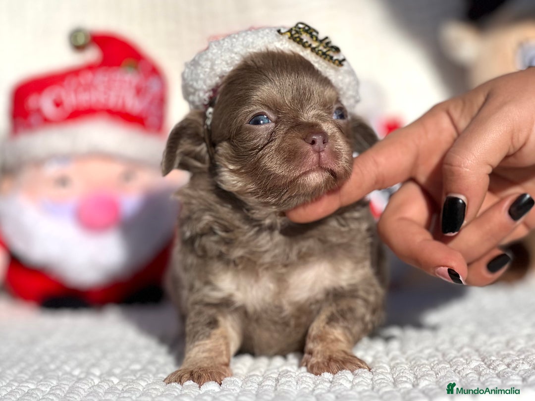Chihuahua perros en venta: CHIHUAHUA PELO LARGO LÍNEA RUSA CABEZA DE MANZANA  - Anuncio 3