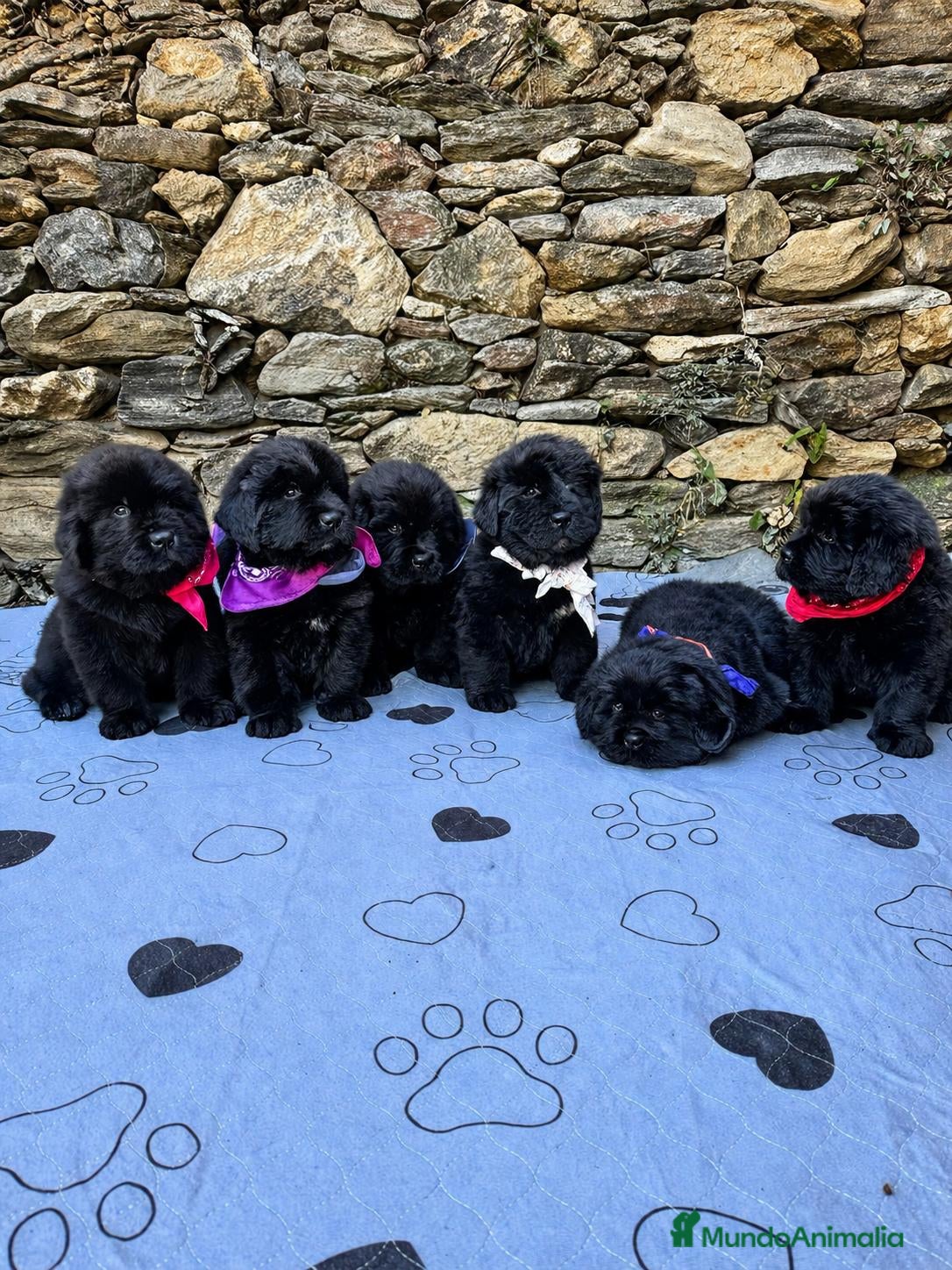 Terranova perros en venta: DISPONIBLES CACHORROS DE TERRANOVA - Anuncio 1