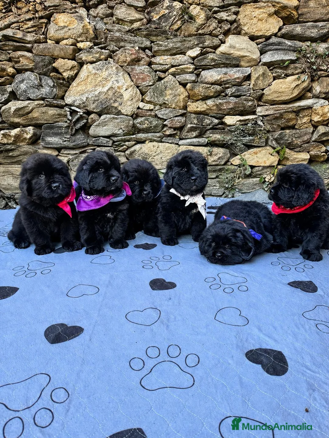 Terranova perros en venta: DISPONIBLES CACHORROS DE TERRANOVA - Anuncio 1