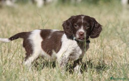 English Springer Spaniel perros en venta: Cachorros springer spaniel - Imagen 1