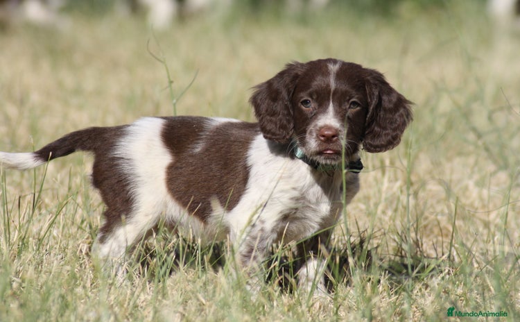 English Springer Spaniel perros - Anuncio 2