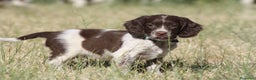 English Springer Spaniel perros en venta: Cachorros springer spaniel - Anuncio 1