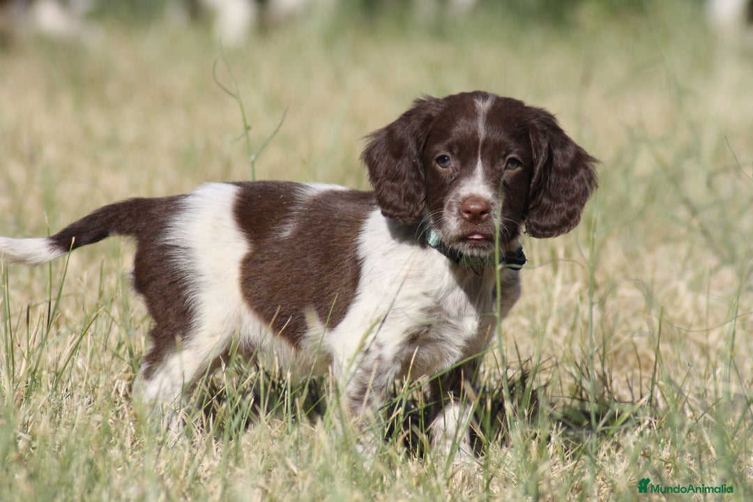 English Springer Spaniel perros en venta: Cachorros springer spaniel - Imagen 1