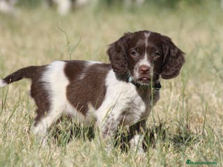 English Springer Spaniel perros Cachorros springer spaniel - Anuncio 9