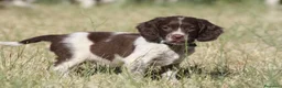 English Springer Spaniel perros en venta: Cachorros springer spaniel - Anuncio 1
