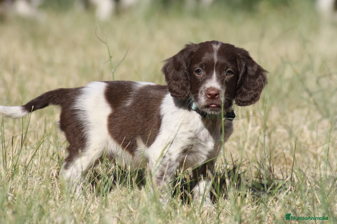 English Springer Spaniel perros en venta: Cachorros springer spaniel - Anuncio 1