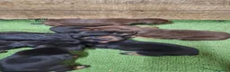 Dobermann perros en venta: Cachorros de Dóberman  - Anuncio 2