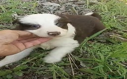 Border Collie perros en venta: Border collie chocolate hembra - Imagen 5