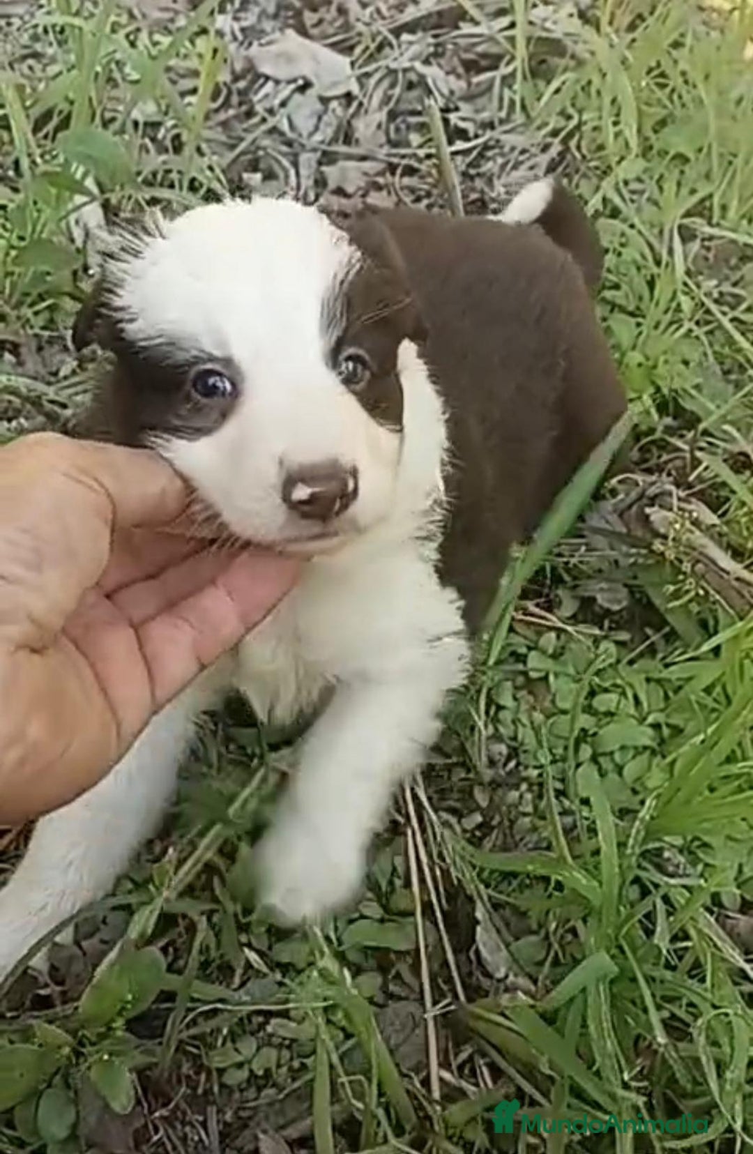 Border Collie perros en venta: Border collie chocolate hembra - Imagen 5