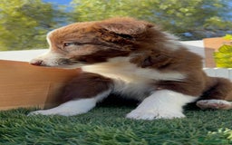 Border Collie perros en venta: BORDER COLLIE MACHO - Anuncio 4